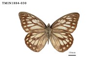 藏品(鋸粉蝶)的圖片